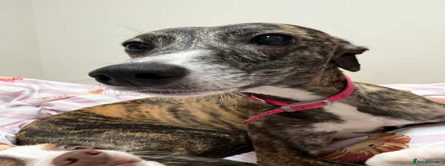 Pip