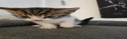 Domestic Shorthair cats for sale: 7 beautiful kittens ! Ready to leave  - Advert 11
