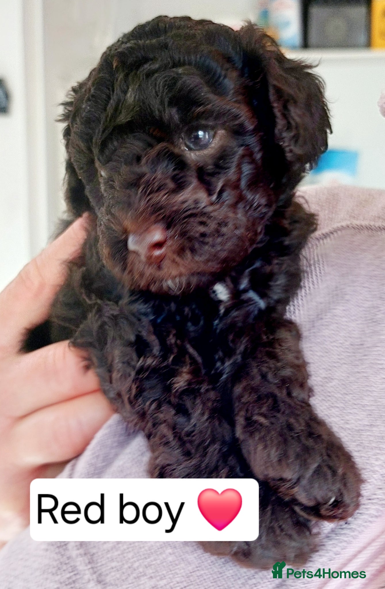 Toy Poodle dogs 🤎ONLY 3 AVAILABLE NOW CHOCOLATE TOY POODLE🤎  - Advert 1