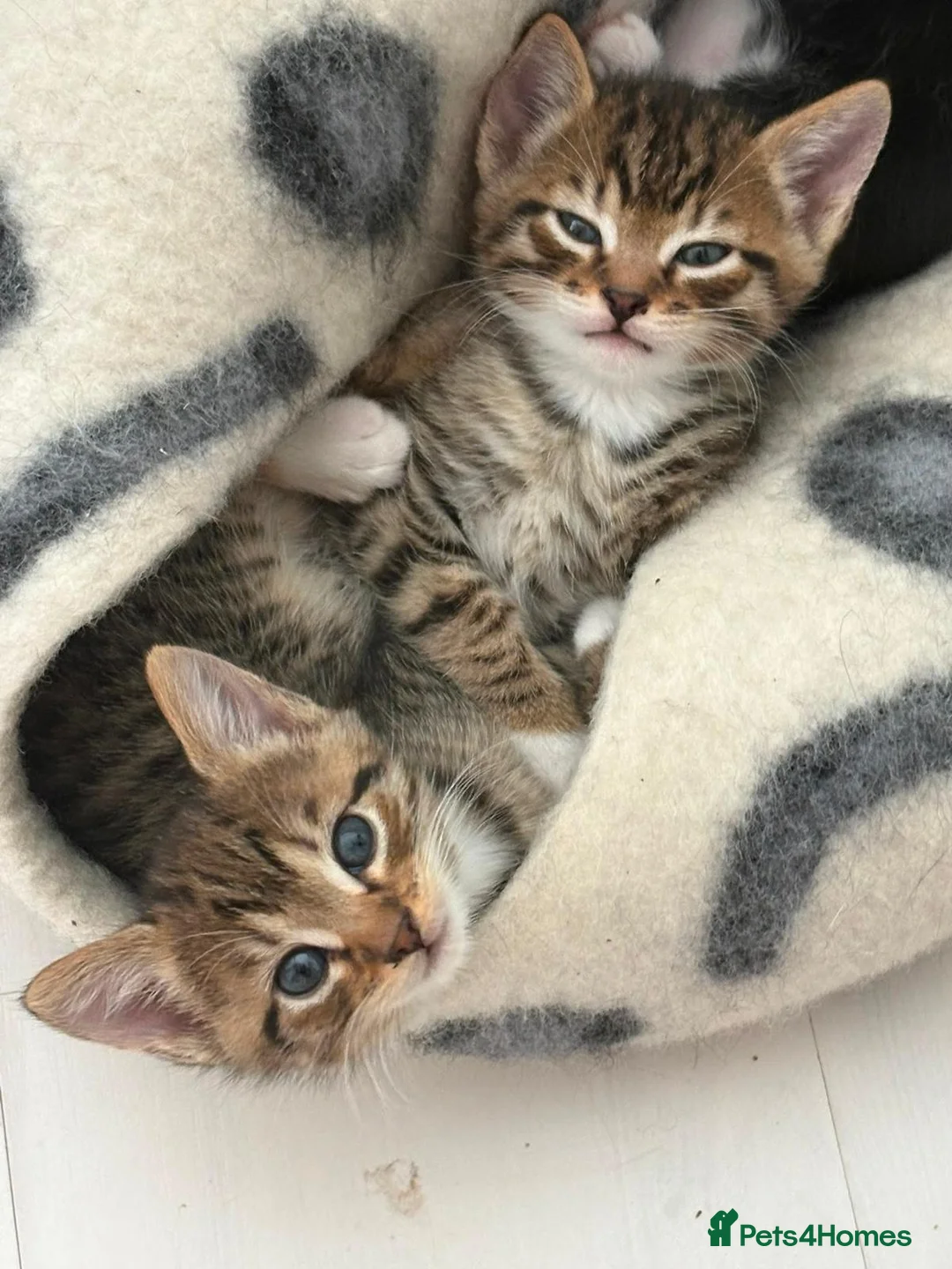 Mixed Breed cats for sale: Litter of 6 Gorgeous kittens  - Advert 2