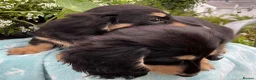 Miniature Dachshund dogs for sale: GORGEOUS KC reg PRA CLEAR MINI DACHSHUND PUPPIES - Advert 7