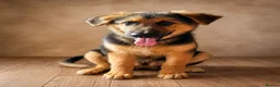 German Shepherd dogs for sale: Last German Shepherd Boy from Outstanding Parents - Advert 3