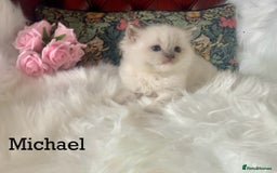 Ragdoll cats for sale: Beautiful champion lines purebred Ragdoll kittens - Image 8