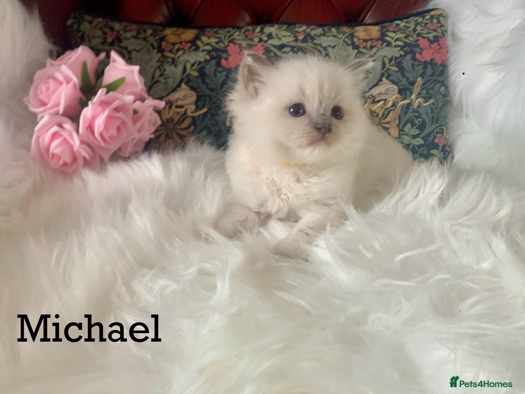 Ragdoll cats for sale: Beautiful champion lines purebred Ragdoll kittens - Image 8