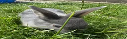 Dwarf Lop rabbits for sale: Beautiful Dwarf lop litter (Ready in one week)  in Bedford - Advert 4