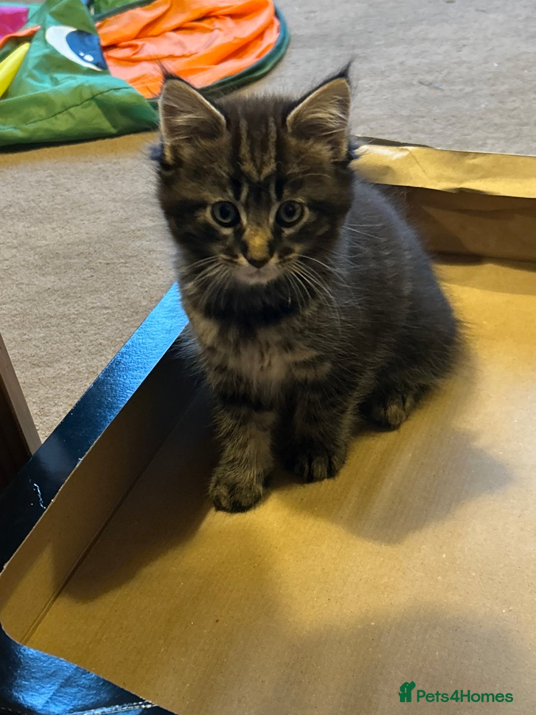 Maine Coon cats for sale: Only 2 kittens left - Maine Coon cross kittens RTL - Advert 2