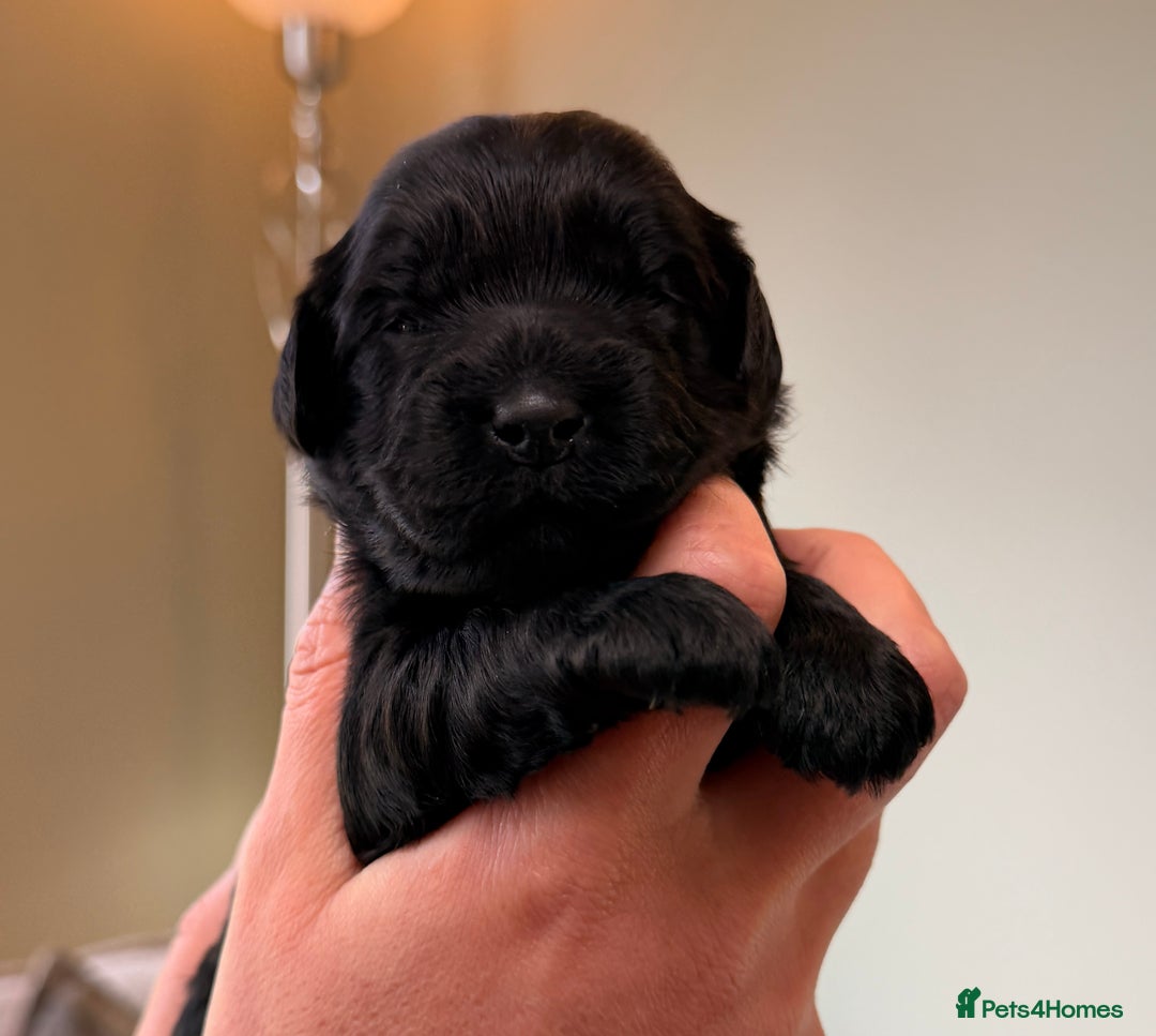 Cockapoo dogs for sale: STUNNING F2 COCKAPOO PUPPIES LOOKING FOR THEIR 🏡 - Image 9