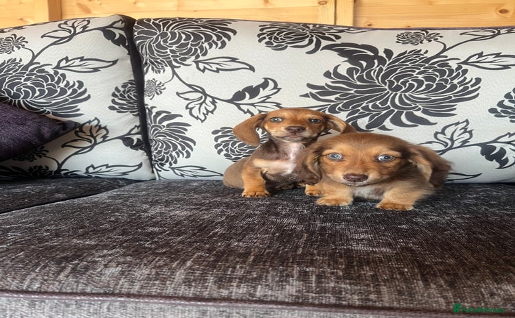 Miniature Dachshund dogs - Advert 3
