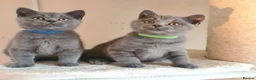 British Shorthair cats for sale: British shorthair blue kittens  - Advert 15