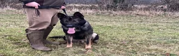 German Shepherd dogs for stud: German shepherd stud fully health tested  - Advert 5