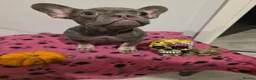French Bulldog dogs for sale: French Bulldog Puppies in Lichfield - Advert 2