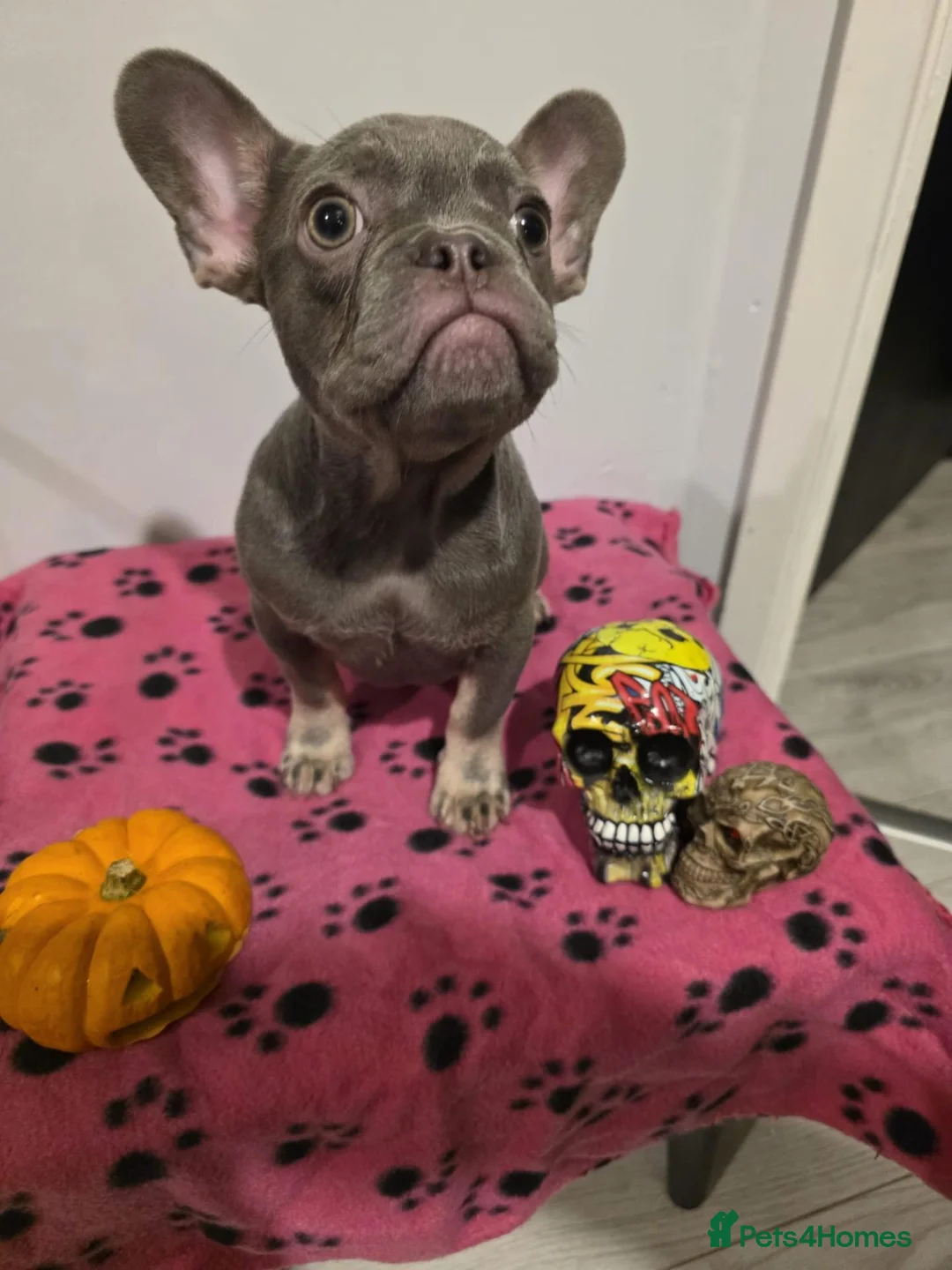 French Bulldog dogs for sale: French Bulldog Puppies in Lichfield - Advert 2