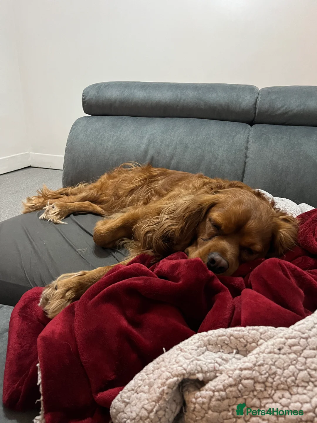 Cavalier King Charles Spaniel dogs for sale: Ruben - Advert 1