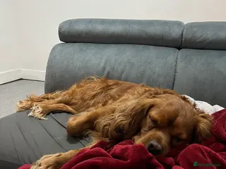 Cavalier King Charles Spaniel dogs Ruben - Advert 3