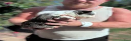 French Bulldog dogs for sale: Adorable fluffy frenchies - Advert 10