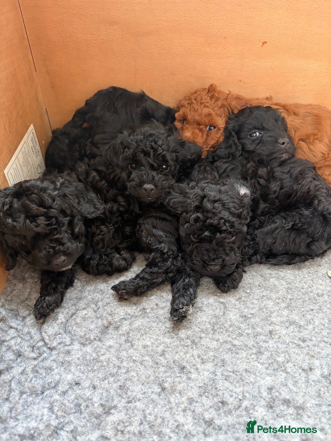 Cockapoo dogs for sale: Stunning f1b cockapoo's for sale  - Advert 2