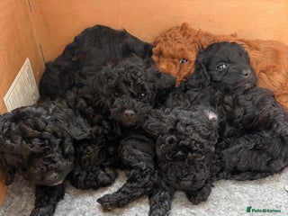 Cockapoo dogs Stunning f1b cockapoo's for sale - Advert 9