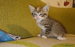 Mixed Breed cats for sale: Calico Mum, Tabby Dad kittens for sale - Image 29