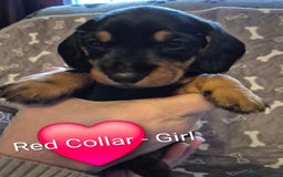 Dachshund dogs for sale: Standard Dachshund Puppies - Advert 3