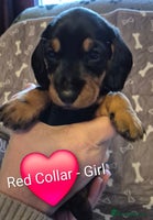 Dachshund dogs Standard Dachshund Pups mixed coats. Please read - Advert 2