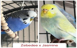 Budgerigars birds for sale: Hand Tame Budgie Chicks Ready early December  - Image 8