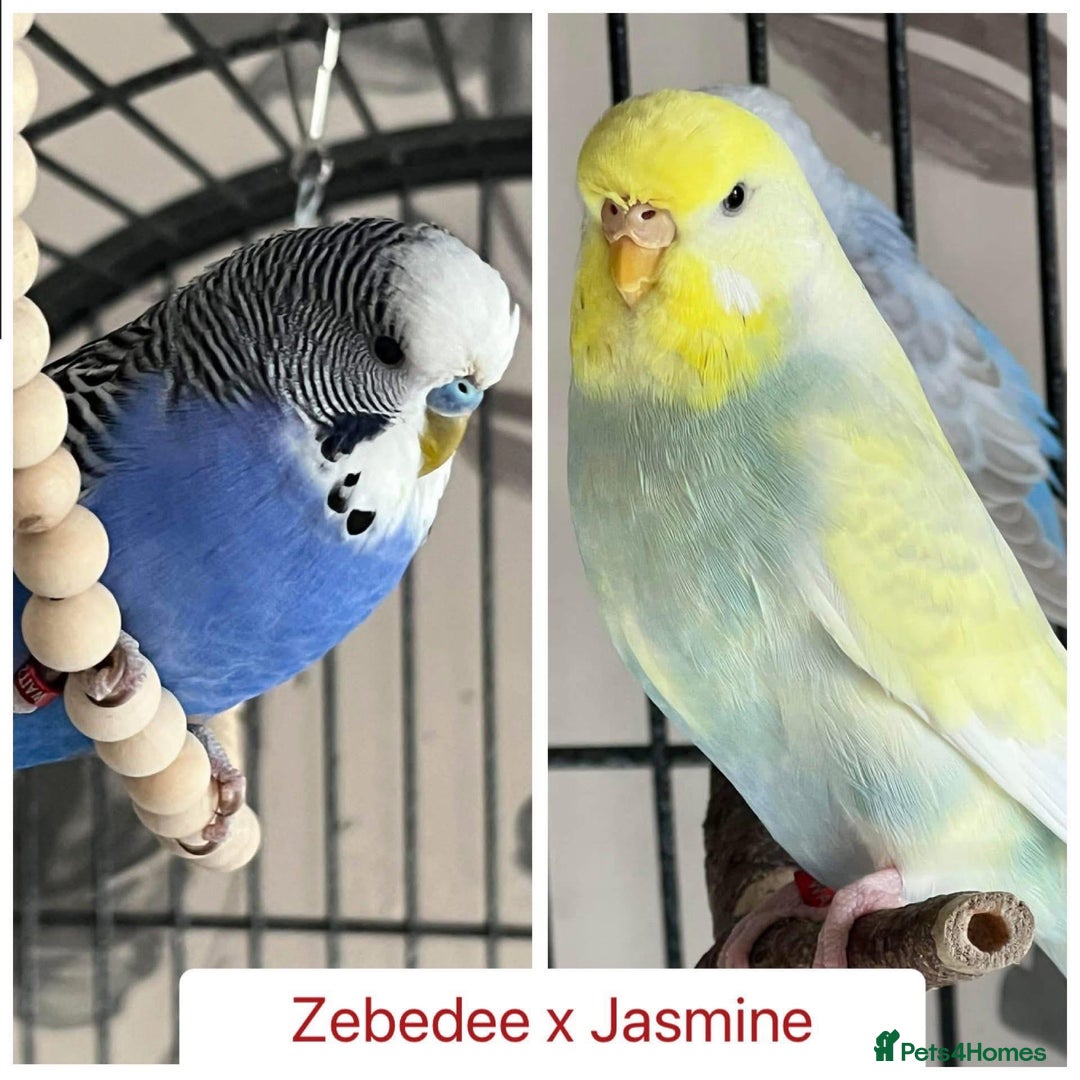 Budgerigars birds for sale: Hand Tame Budgie Chicks Ready early December  - Image 8