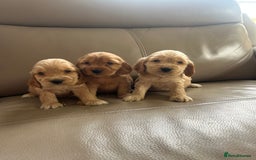 Cocker Spaniel dogs for sale: Kc reg show type cocker spaniels  - Image 12