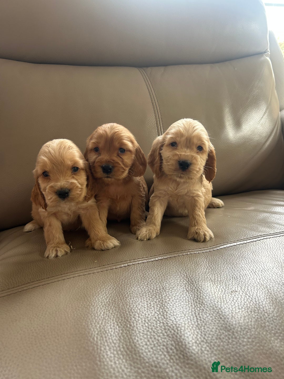Cocker Spaniel dogs for sale: Kc reg show type cocker spaniels  - Image 12