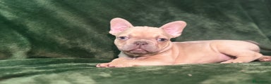 French Bulldog Puppy 3