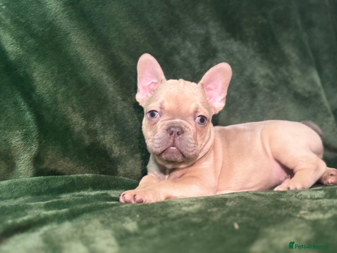 French Bulldog dogs for sale:  KC Registered French Bulldog Puppies - Advert 2