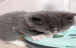 Maine Coon cats for sale: 3 maine coon cross kittens  - Image 16