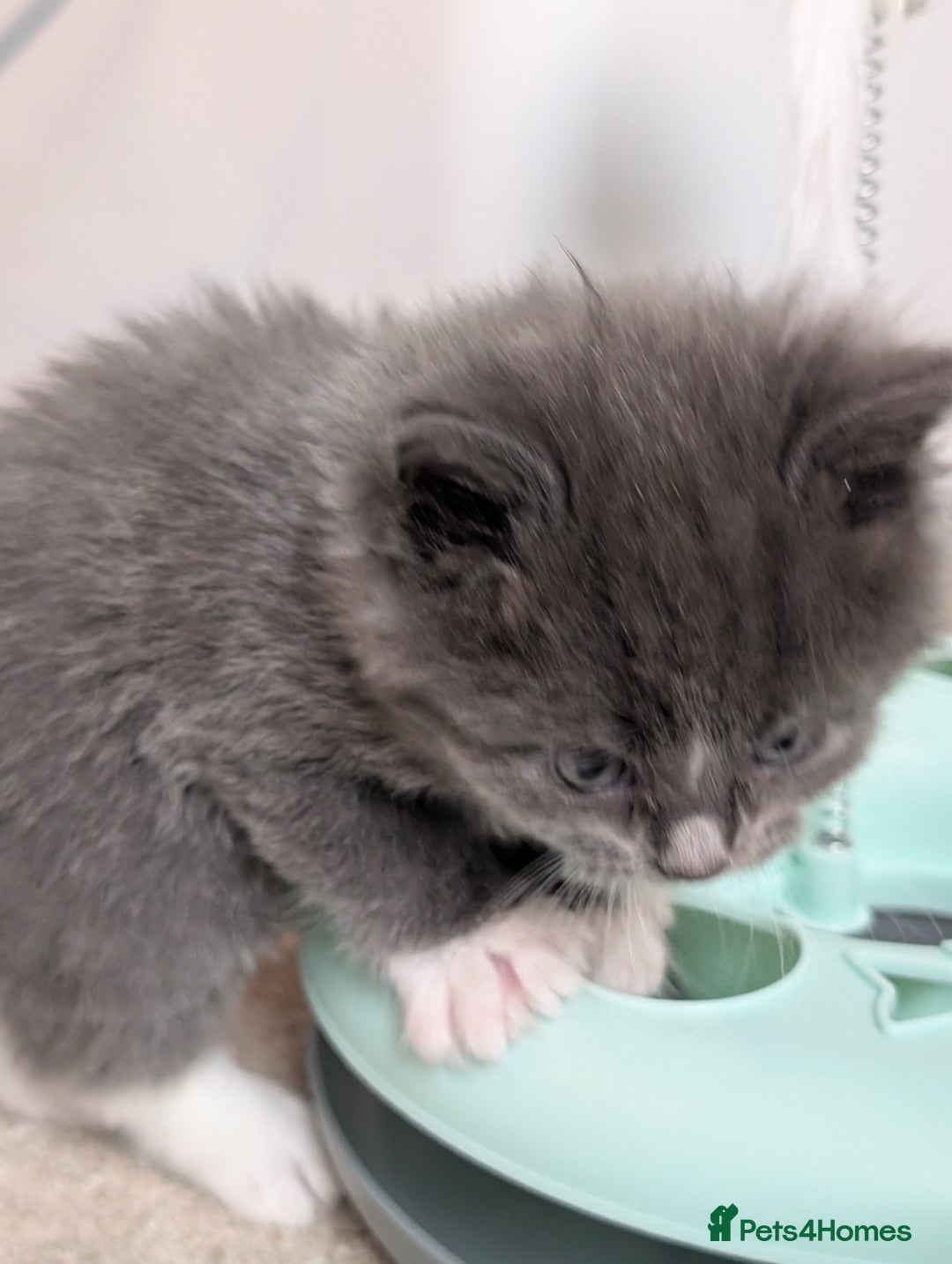 Maine Coon cats for sale: 3 maine coon cross kittens  - Image 16