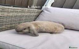 Mini Lop rabbits for sale: Beautiful baby mini lop rabbits  - Image 7