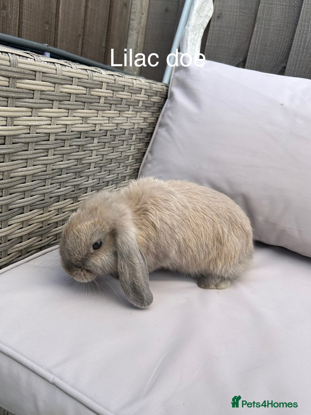Mini Lop rabbits for sale: Beautiful baby mini lop rabbits  - Image 7