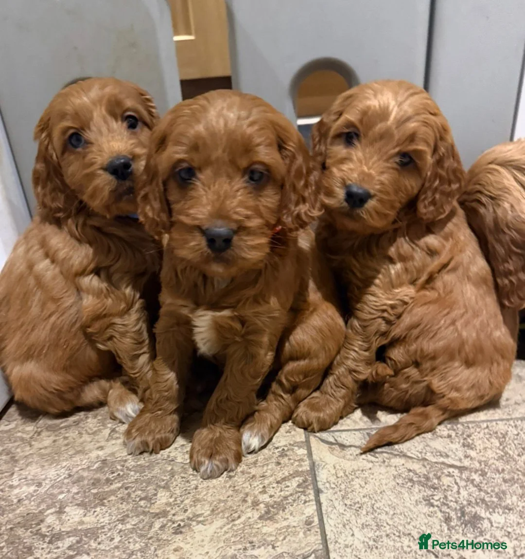 Cocker Spaniel dogs for sale: Cocker Spaniel Puppies - Advert 11