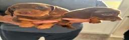 Dachshund dogs for sale: 4 beautiful chocolate dachshund puppy’s  - Advert 10