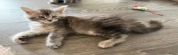 Maine Coon cats for sale: Beautiful black smoke & silver shaded Maine coons  - Advert 7