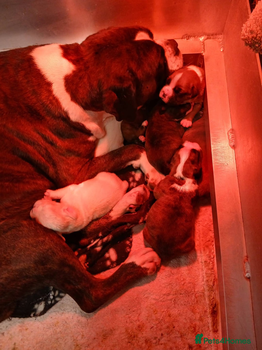 Boxer dogs for sale: KC registered tailed and bobtailed boxer puppies  - Advert 2