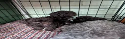 Toy Poodle dogs for sale: For sale Toy poodle puppies  - Advert 24