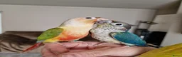 Conures birds for sale: Beautiful fully hand reared conures  - Advert 9