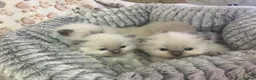 Ragdoll cats for sale: Stunning Bluepoint kittens for Sale  - Advert 4