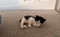 Mixed Breed cats for sale: 🐾 Half British Shorthair Kittens Available! 🐾 - Image 8