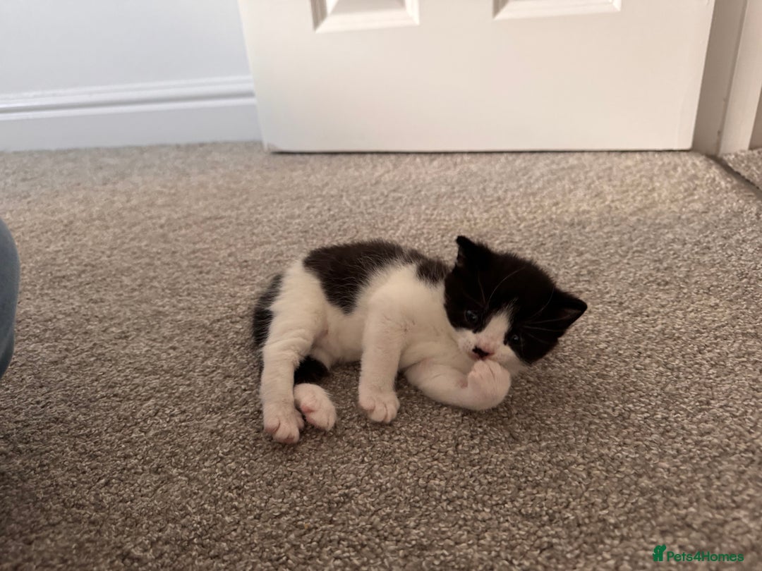 Mixed Breed cats for sale: 🐾 Half British Shorthair Kittens Available! 🐾 - Image 8