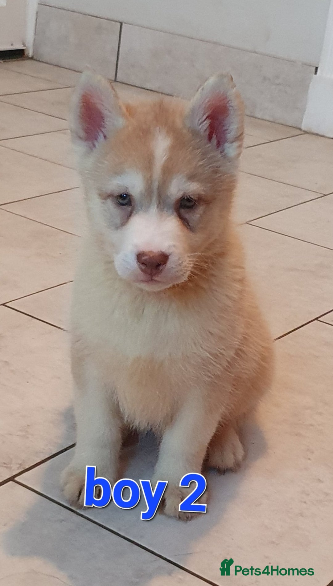 Siberian Husky dogs for sale:  KC REGISTERED PUPS:  5* on pets4homes - Advert 2