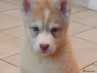 Siberian Husky dogs KC REGISTERED PUPS: 5* on pets4homes - Advert 1