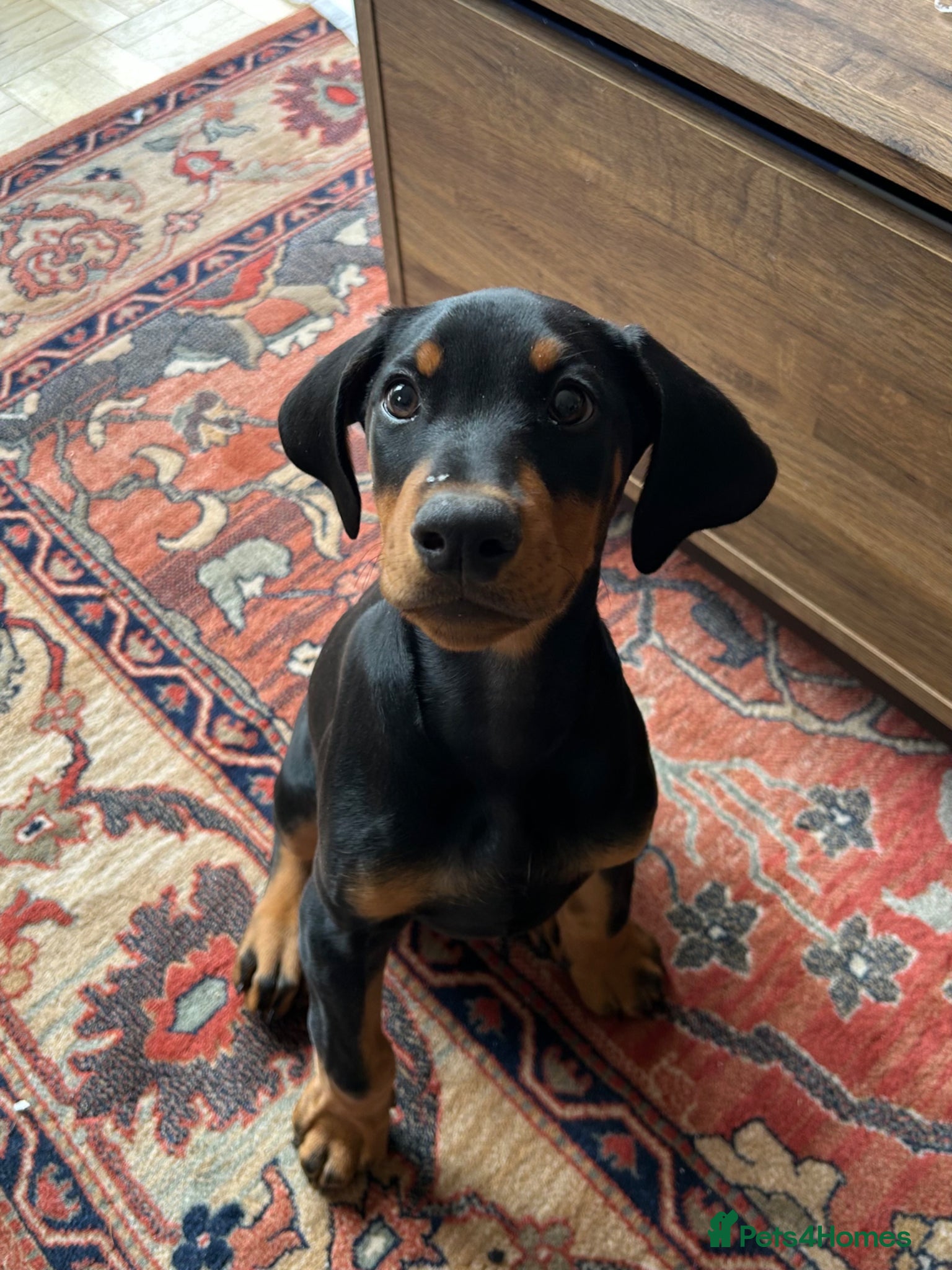 Dobermann dogs Beautiful male Dobermann  - Advert 1