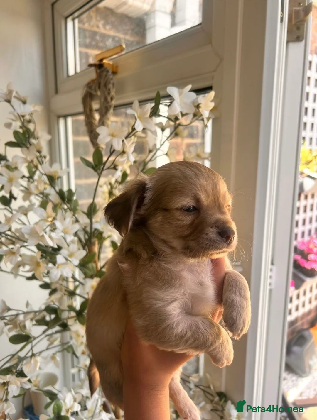 Chihuahua dogs for stud: Reggie the chocolate chi for stud in Ipswich - Advert 24