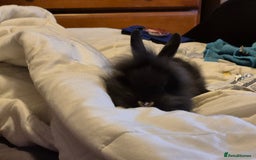 Lionhead rabbits for sale: 5  baby bunnies looking for their forever home - Image 6