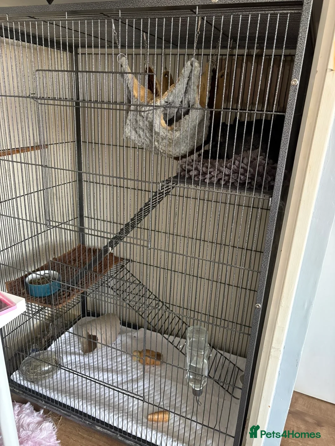 Chinchilla rodents for sale: Male chinchillas (brothers) in Melton Mowbray - Advert 2