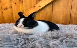 Netherland Dwarf rabbits for sale: Netherland Dwarf Rabbits For Sale - Image 6
